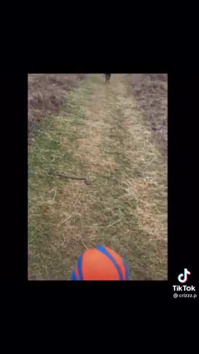 He can’t walk past this snake