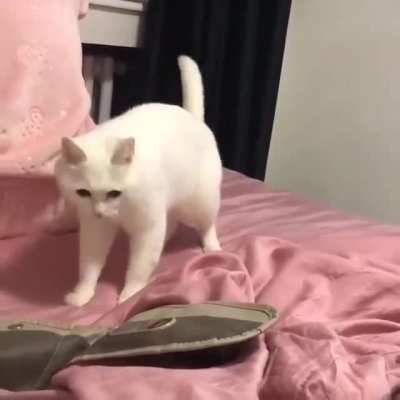 Cat beatboxer 😹🎧