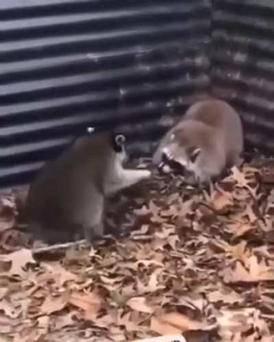 Fight without rules 🦝