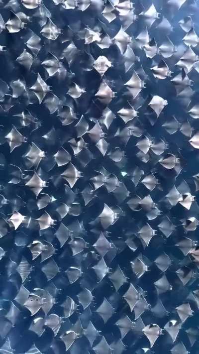 🔥 A Horde Of Mobula Rays Migrating