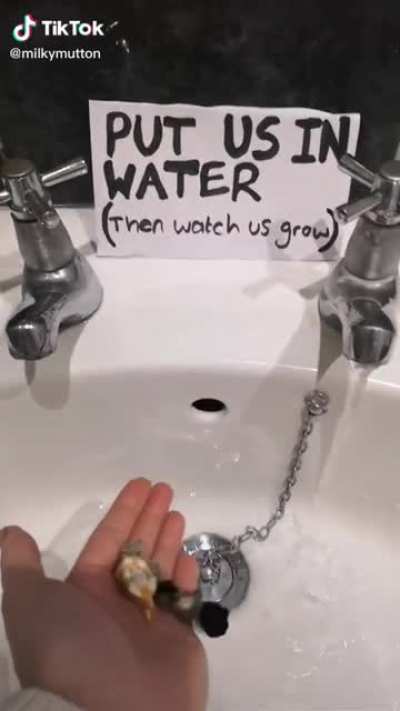Grow in Water