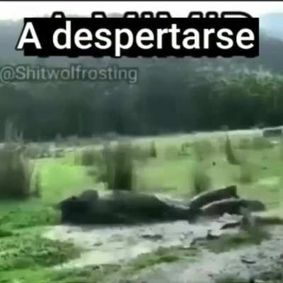 😴