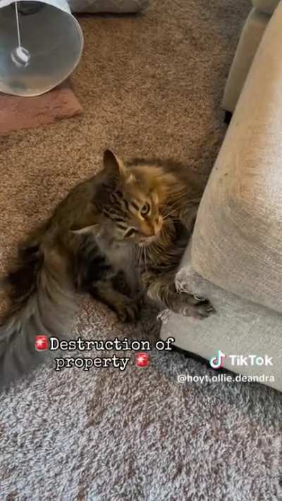CSI cat