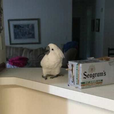 Bird catches a glimpse to see a Cat Jumping