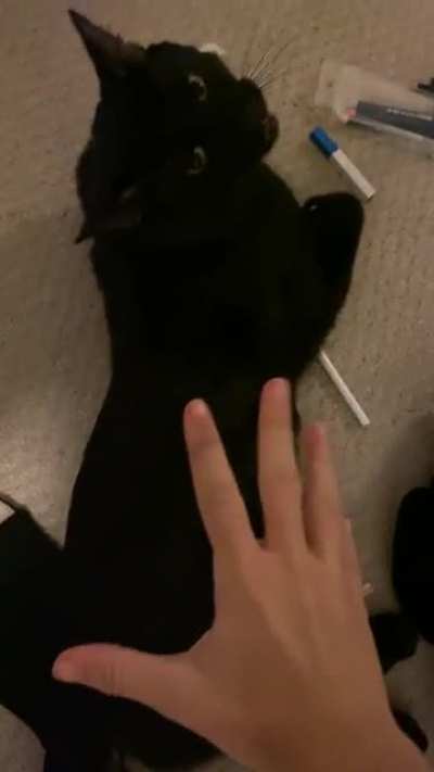 My friends cat