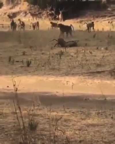 Danger kitty