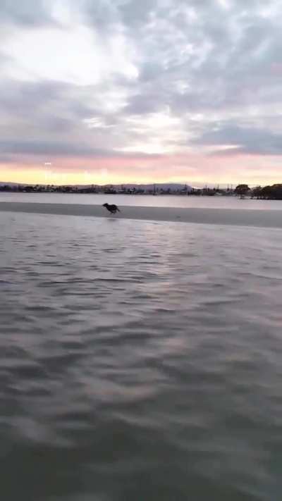 The speed of this dog 