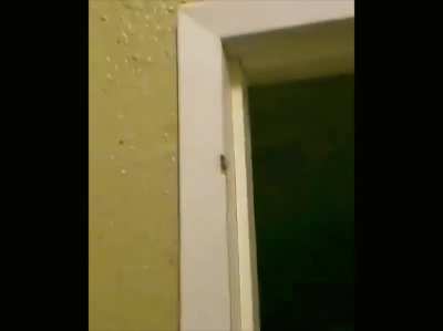 nani