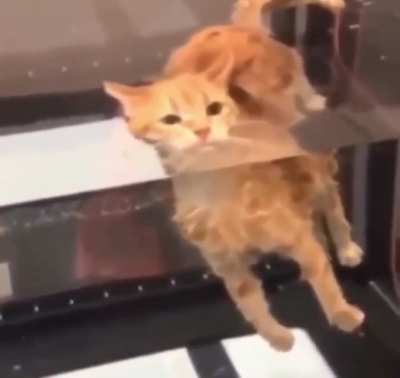 cat loves water