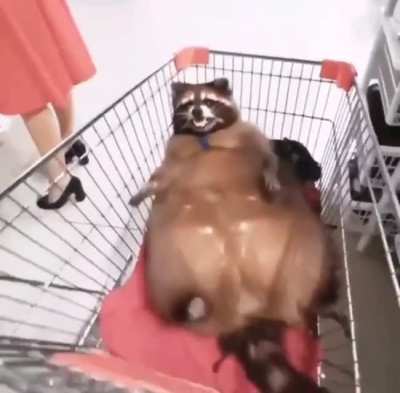 Jiggle jiggle