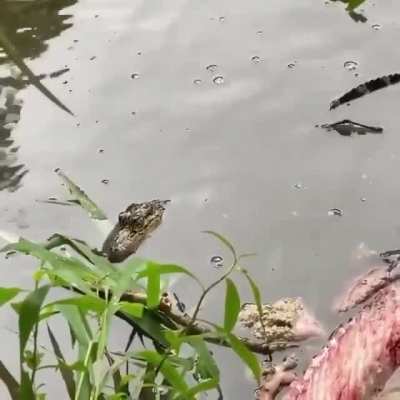 Crocodilians use a maneuver called the 