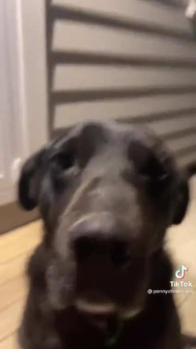 Good boi is sick of yo shit