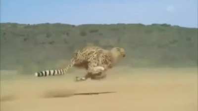 🔥 Cheetah running at full speed