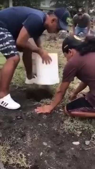 Alv wey nmms