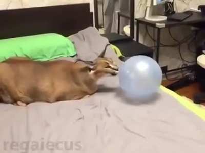 NOOOOOOOOOOOOOOOO