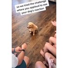 Clapping for dogs