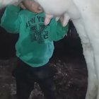 A boy drinking straight from the udder.