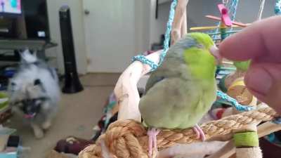 Cuddlebirb