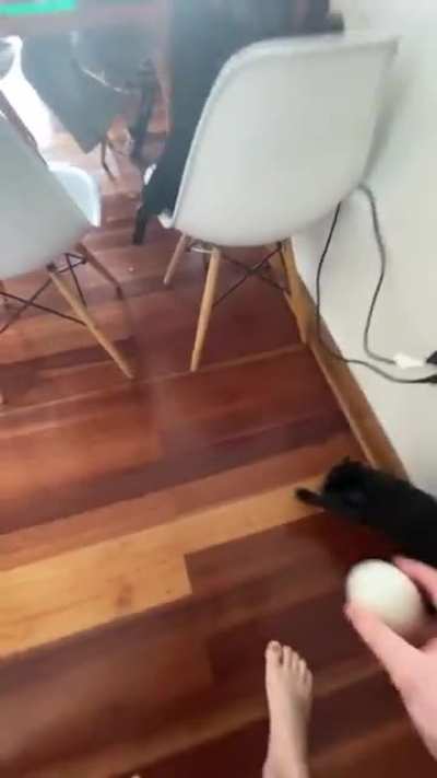 My dog is actually a cat