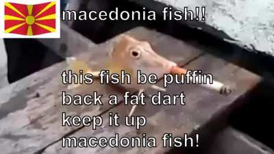 Macezdonia > Grecre, seebjiua, gorgji boosh