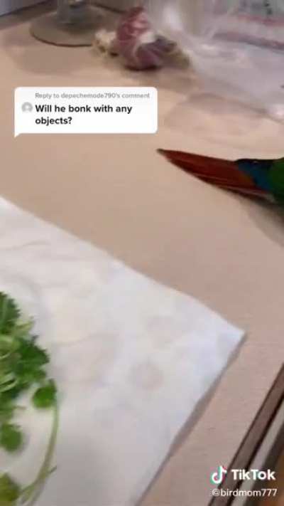 Bird go Bonk
