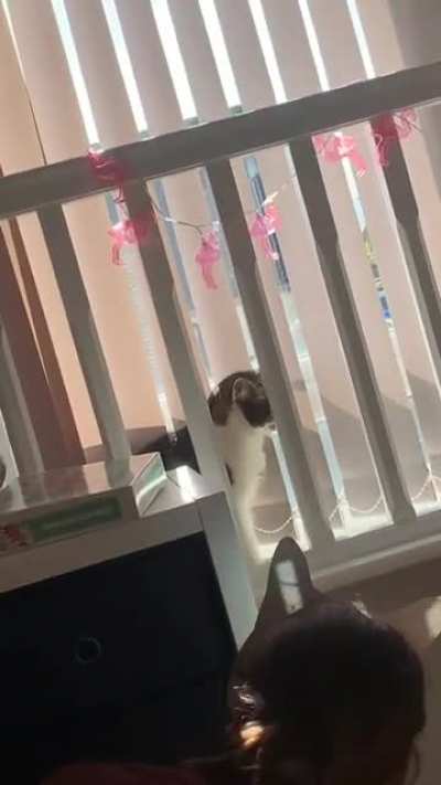 cat mask