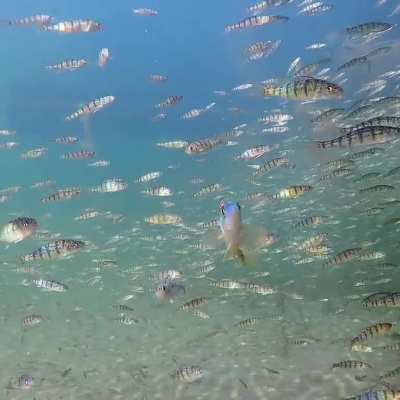 🔥 A kaleidoscope of fish emitting rainbow colours as sunlight reflects off their scales! ...video by instagram.com/kevinbiskaborn