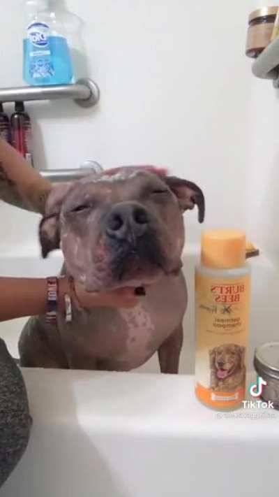 Doggy dress up