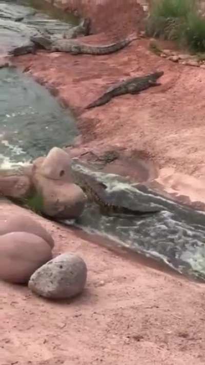 Looks Fun