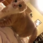 Cat can't quite come to terms with their owner's makeup mask