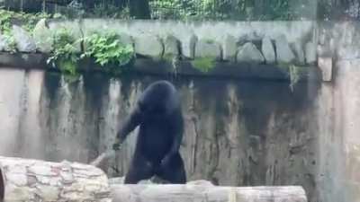 I Know Kung Fu