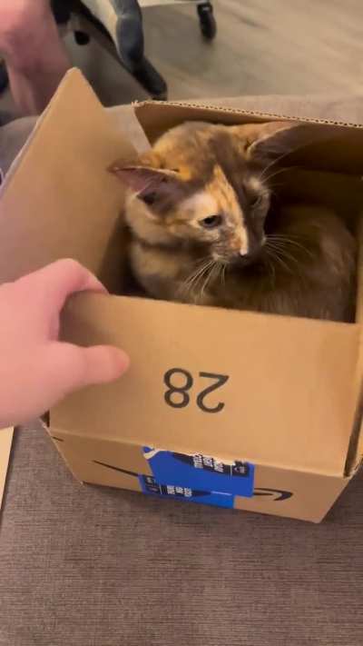 Amazon Shipping