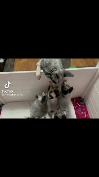 When the milk bar arrives