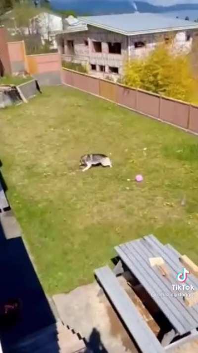 Husky being a husky