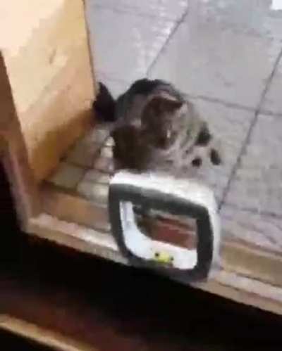 ANGRY BOI
