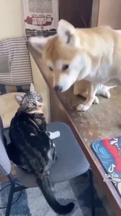 Cats are manipulative devils. (Sorry for the audio)