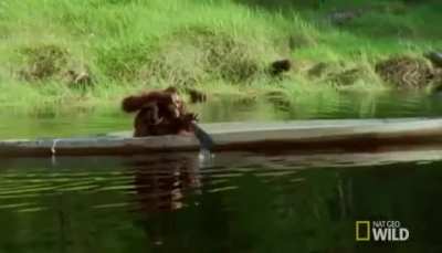 🔥 just an Orangutan rowing a boat