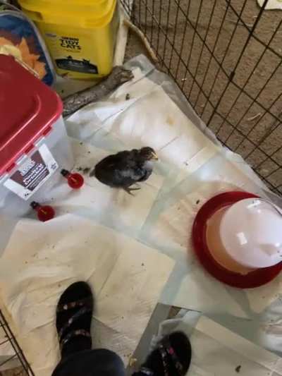 This little one had to be isolated to let a peck wound heal and is getting extra love and care. She’s since become rather attached to me. I think I’ve created a monster 😂