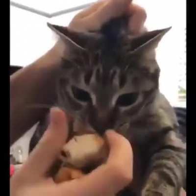 This kitty is a bread thief