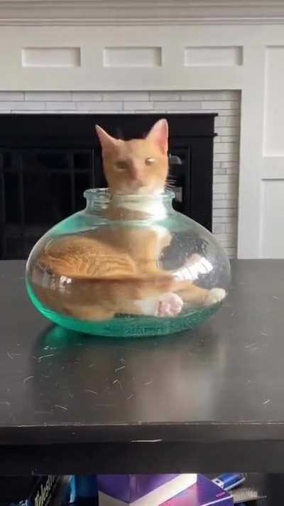 Cats are water