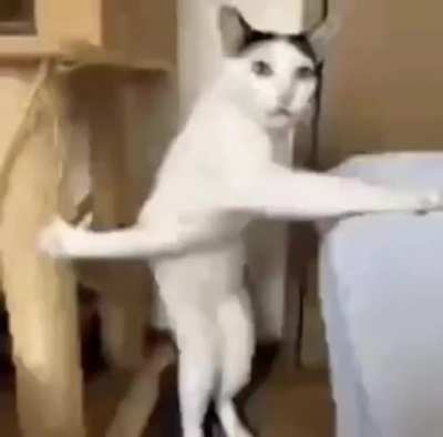 CatgamijgYt