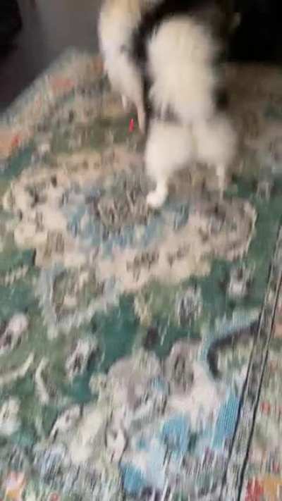 Huskies or cats?... I can’t tell