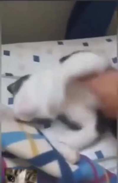 Pirulais?