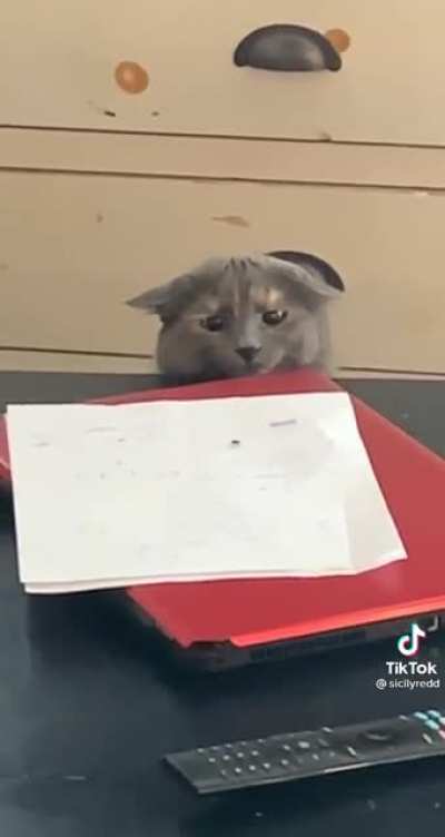 Fly hunting