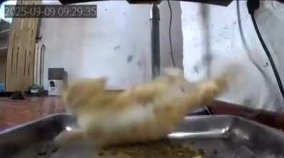 Feeder did the cat