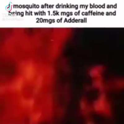 mosquito