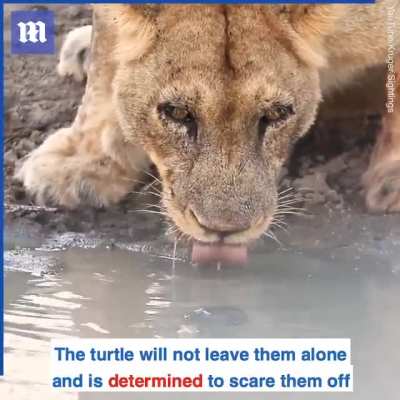 Turtle Vs Lions