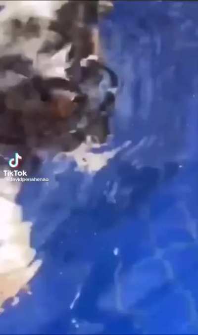 Nooo