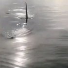 Going fishing and a killer whale decides to take your fish.