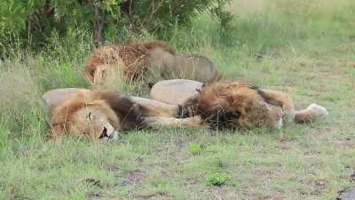 Lion commits murder suicide